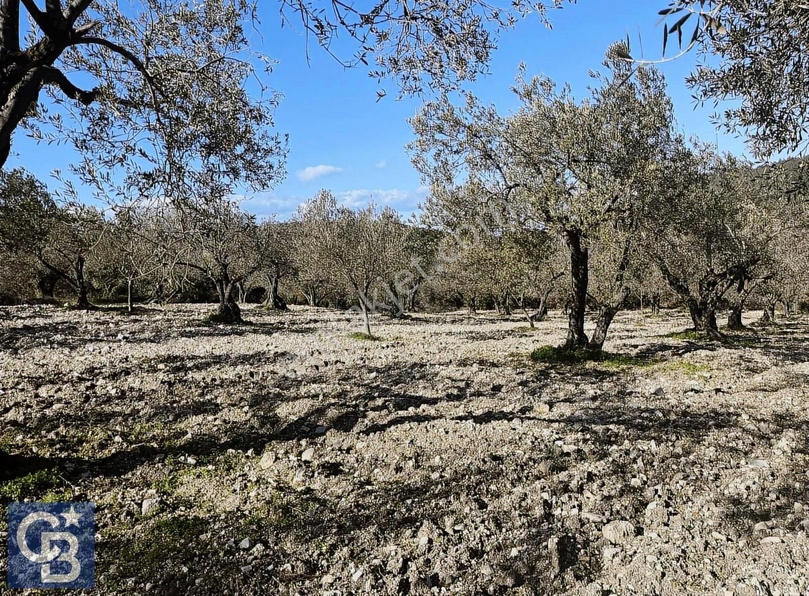 Aliağa Bozköy Satılık Tarla Aliağa Bozköyde Satılık Zeytin Ağaçlı Tarla