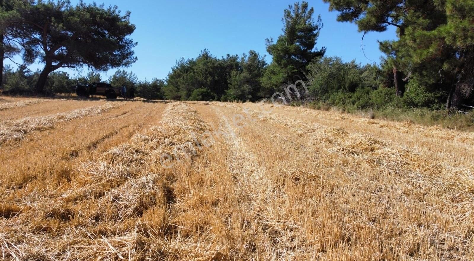 Eceabat Büyükanafarta Köyü Satılık Tarla Etrafı Çam Agaçları Çevrili Yola Cepheli Müstakil Tapulu