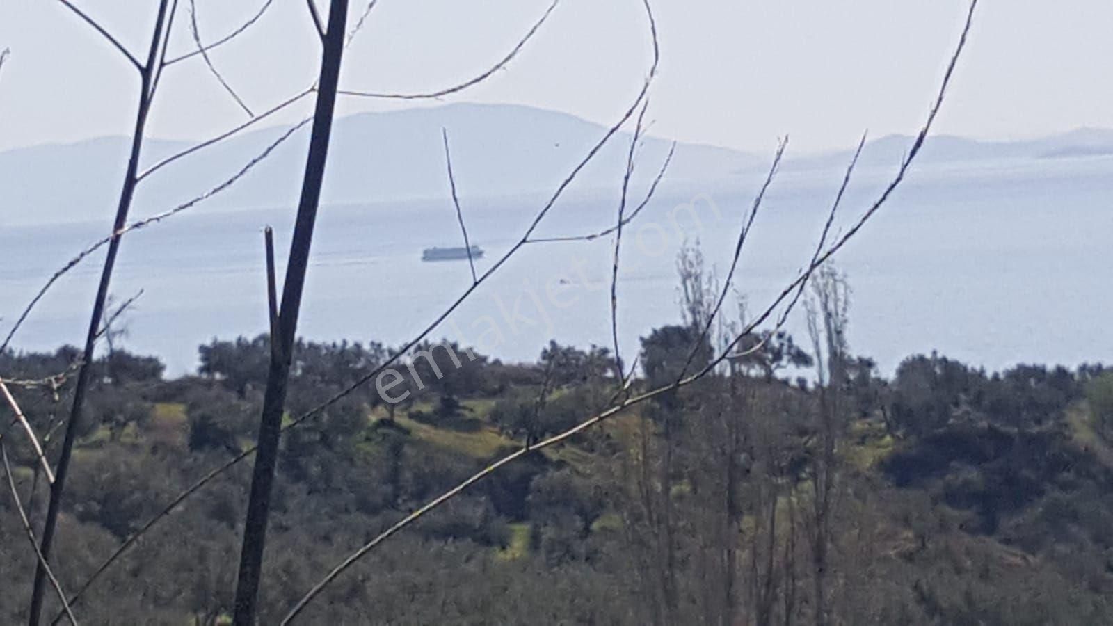 Şarköy Çınarlı Satılık Bağ & Bahçe Tekirdağ Şarköy Cinarlida Deniz Manzaralı Zeytinlik