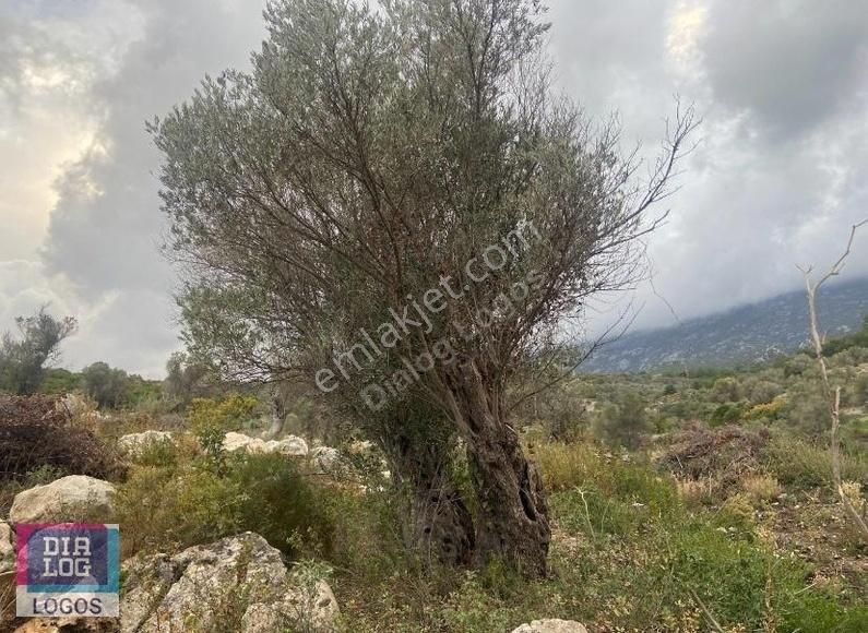 Karaburun Eğlenhoca Satılık Tarla Mordoğan Eğlenhocada Zeytin Ağaçlı 19.840m2 Satılık Tarla