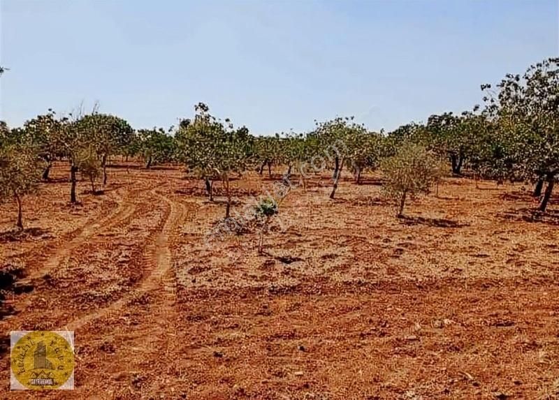 Karaköprü Gölpınar Satılık Tarla Realite Tapu Emlaktan Gölpınarda Yatırımlık Fıstıklık