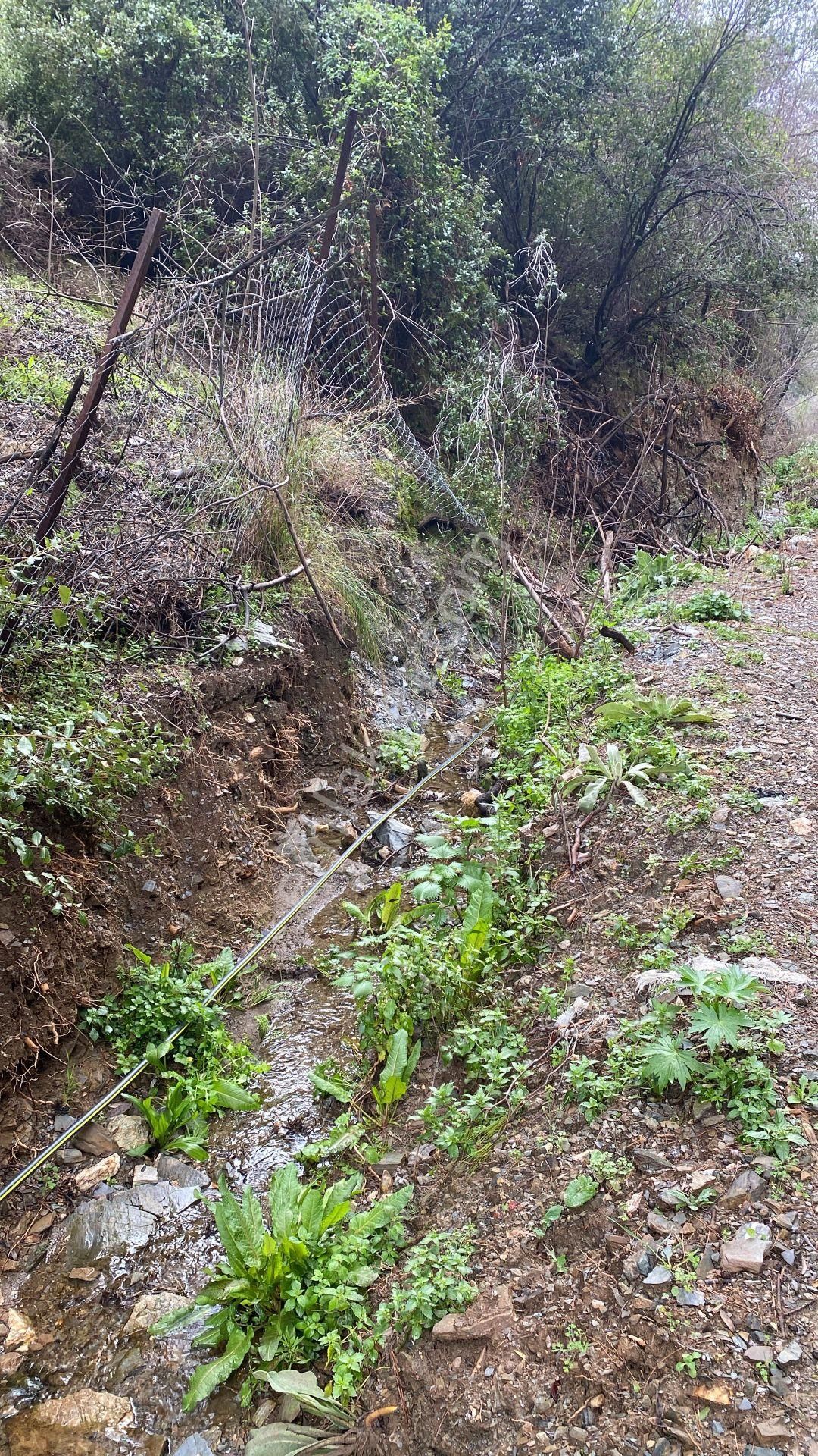 Seferihisar Beyler’de 2000 M² Zeytinlik – Köy Merkezine 200 Metre! - Görsel 21