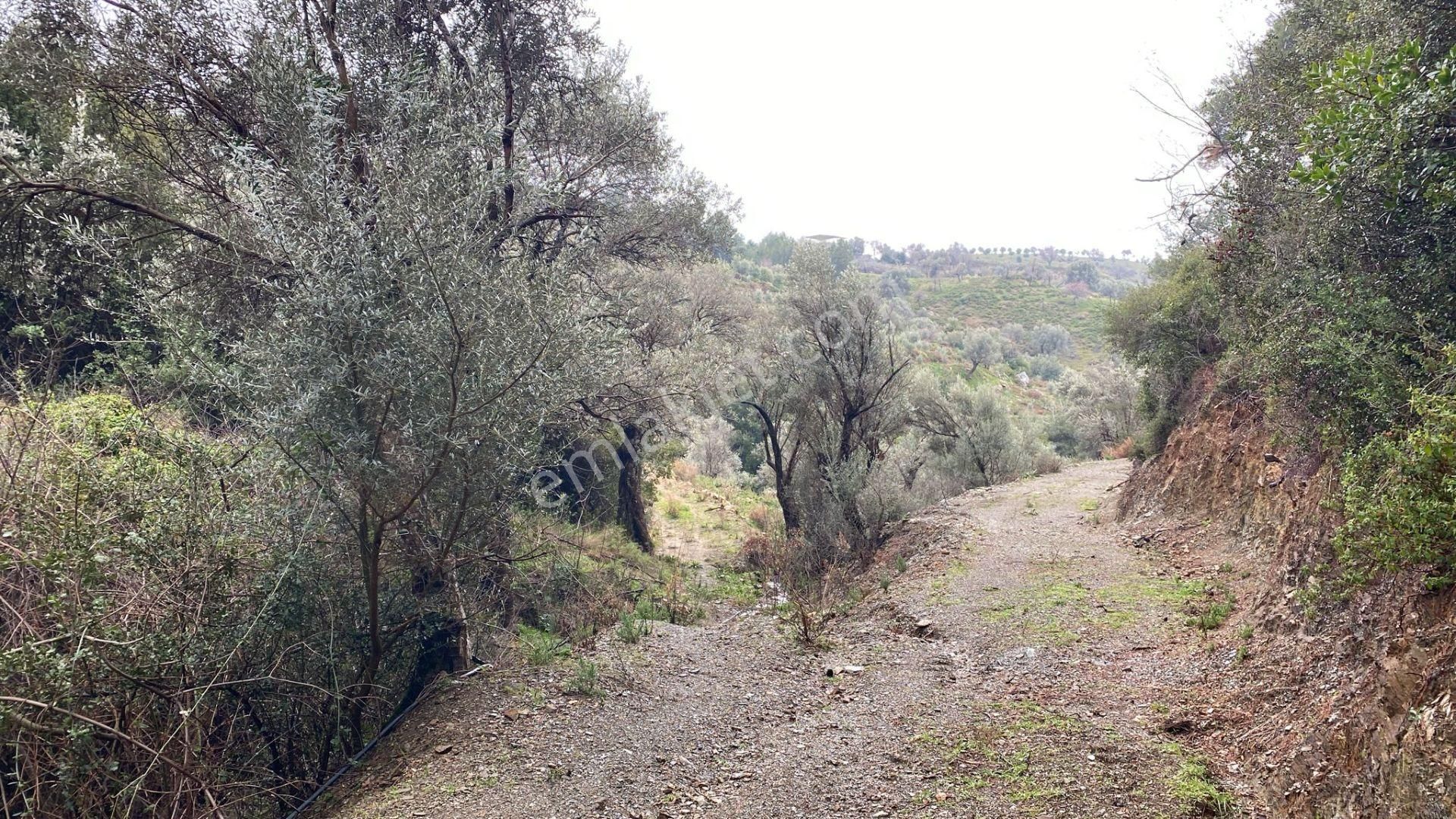 Seferihisar Beyler’de 2000 M² Zeytinlik – Köy Merkezine 200 Metre! - Görsel 8