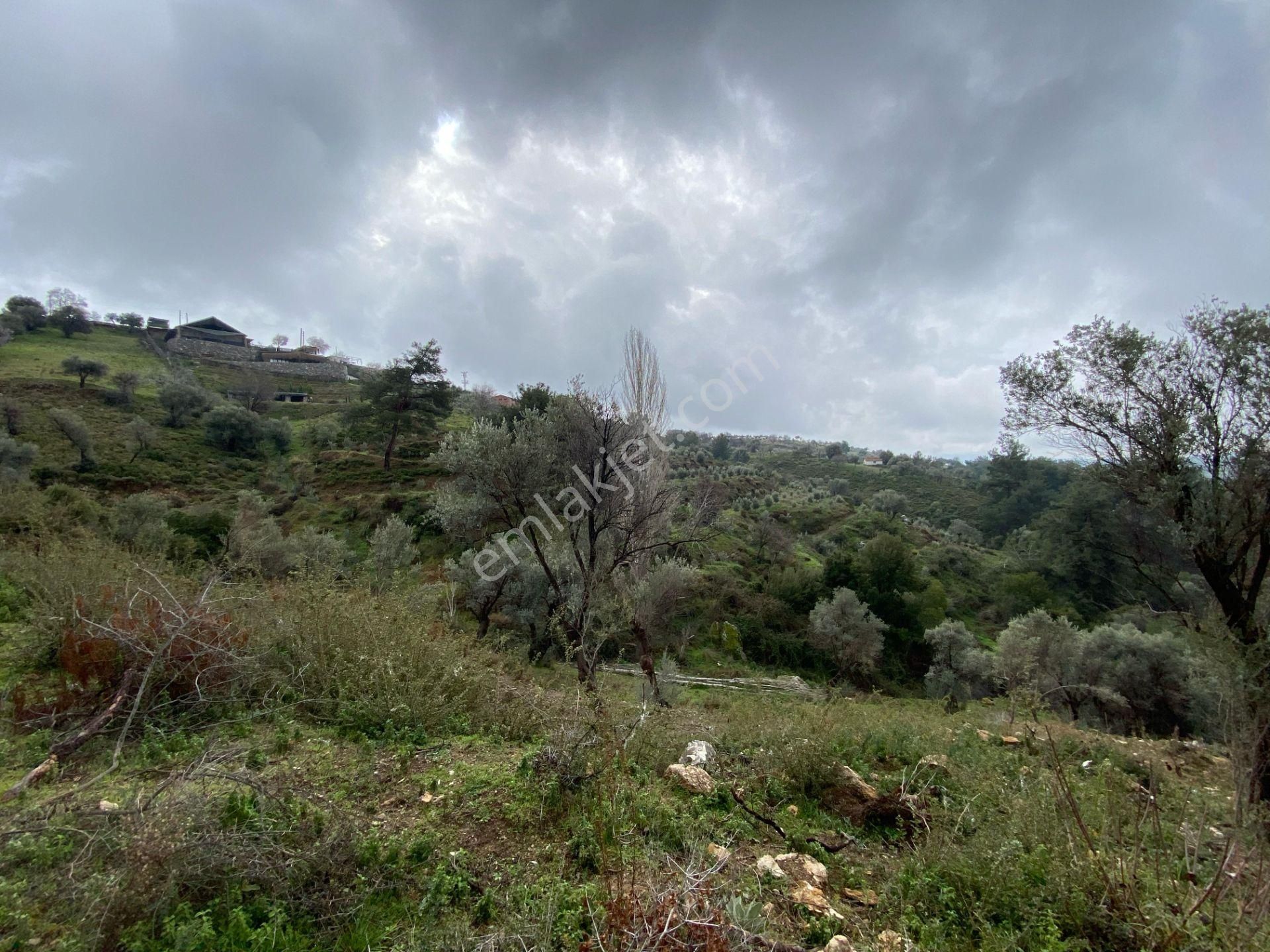 Seferihisar Beyler’de 2000 M² Zeytinlik – Köy Merkezine 200 Metre! - Görsel 4