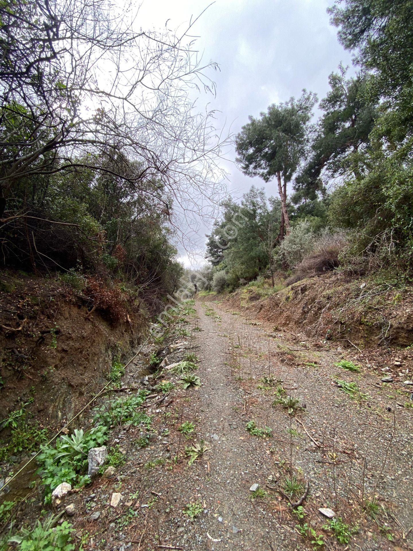 Seferihisar Beyler’de 2000 M² Zeytinlik – Köy Merkezine 200 Metre! - Görsel 22
