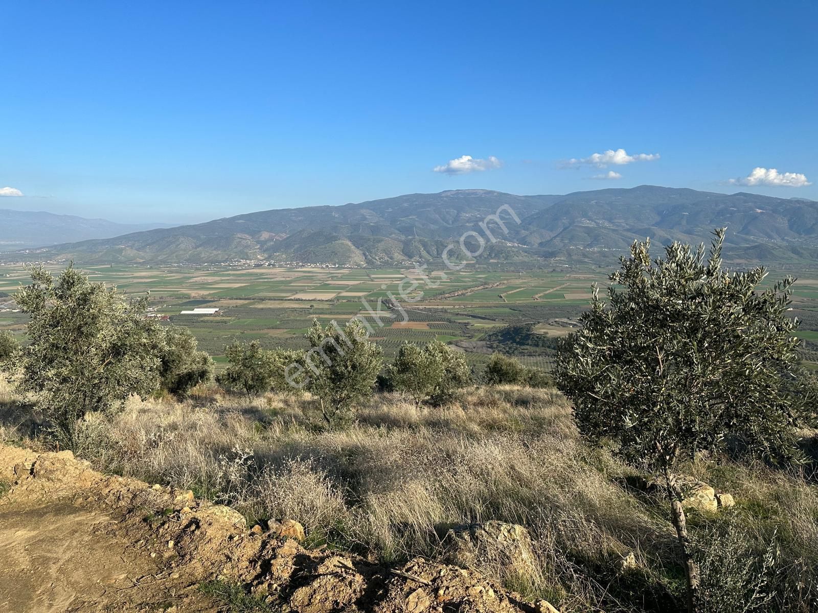 Bozdoğan Alamut Satılık Zeytinlik Aydın Bozdoğan'da Yatırımlık Zeytinlik