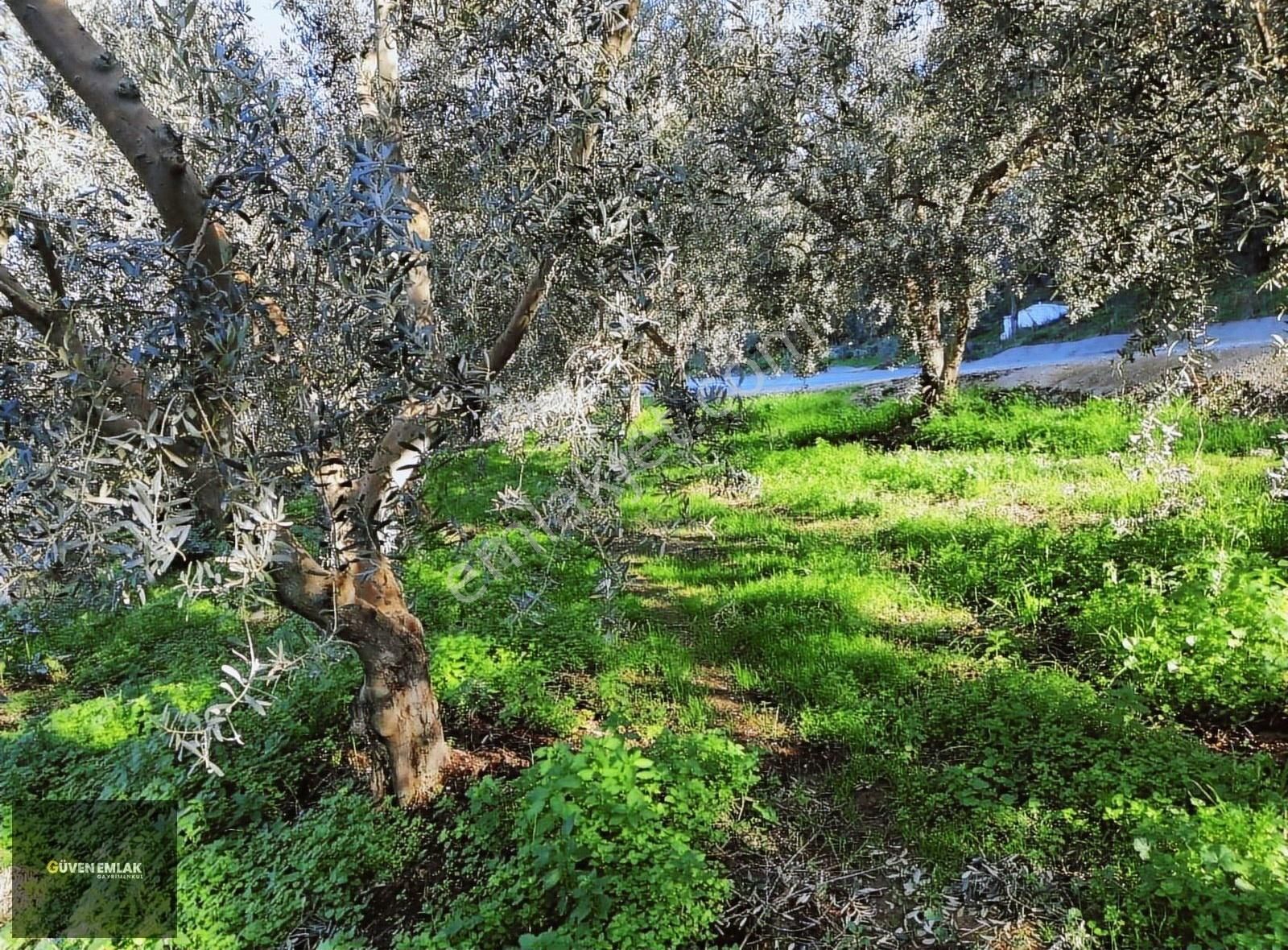 İznik Derbent Satılık Zeytinlik İznik Güven Emlaktan Satılık Resmi Yola Cepheli Zeytinlik.