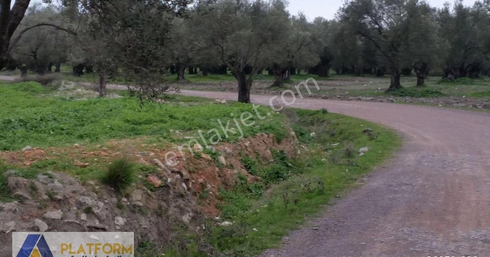 Platform Emlaktan Eski Altınova Yoluna Cephe Bakımlı Zeytinlik - Görsel 10