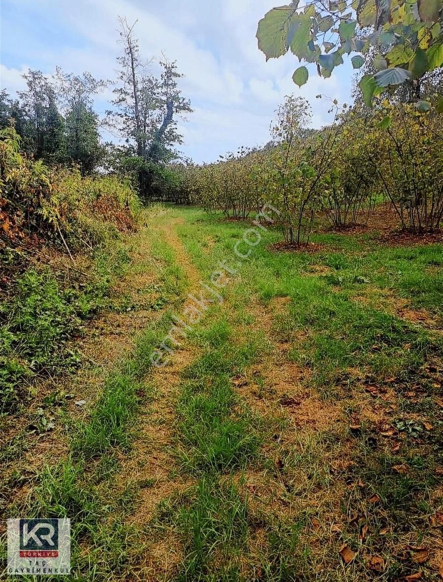 Salıpazarı Kocalar Satılık Tarla Kr Taç Samsun Salı Pazarı 72.603 M2 Satılık Fındık Bahçesi