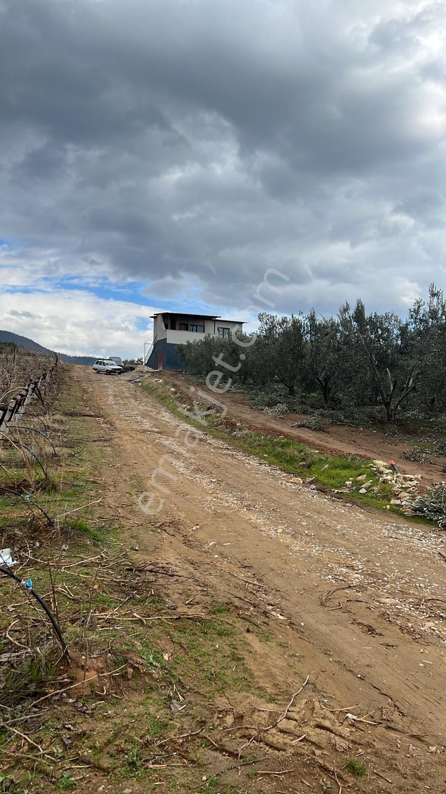 Salihli Pazarköy Satılık Zeytinlik Manisa Salihli Yakın Köylerinden Satılık Zeytinlik