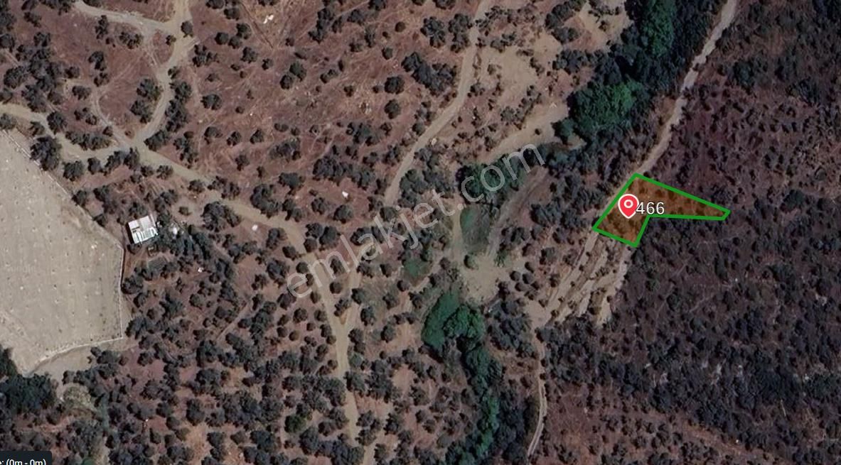 4 Parça Tapulu Satılık Zeytinlik - Görsel 4