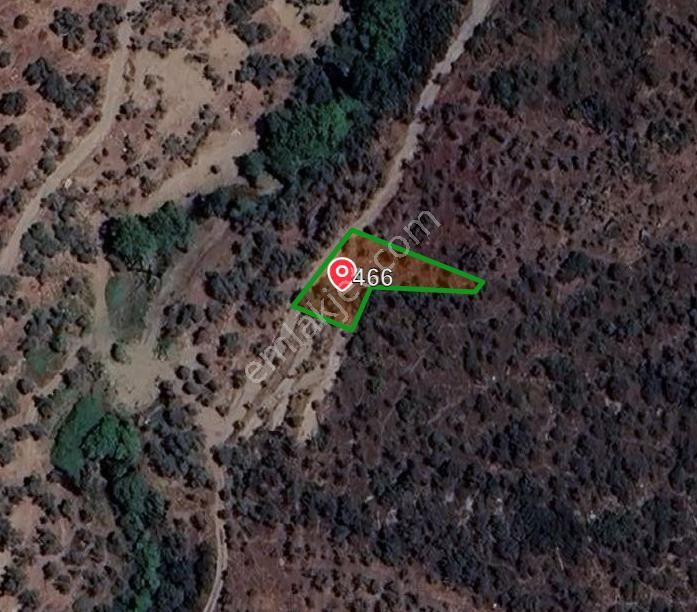 4 Parça Tapulu Satılık Zeytinlik - Görsel 5