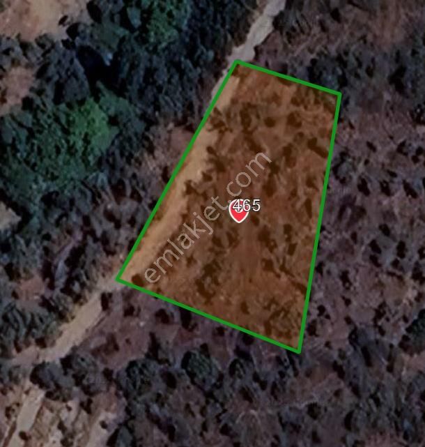 4 Parça Tapulu Satılık Zeytinlik - Görsel 7