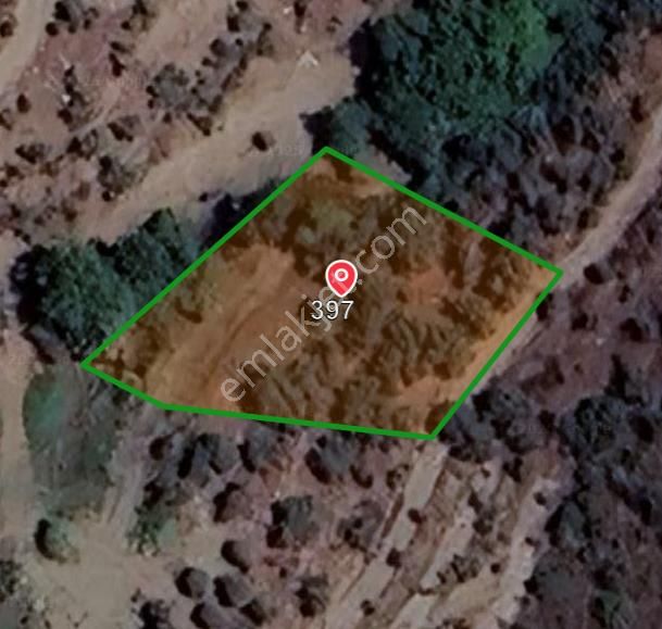 4 Parça Tapulu Satılık Zeytinlik - Görsel 10