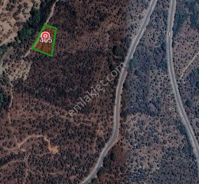 4 Parça Tapulu Satılık Zeytinlik - Görsel 8