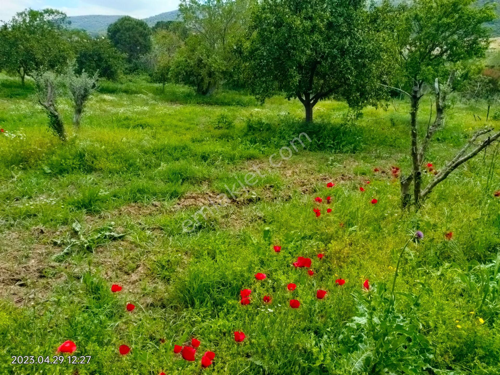 Nazilli Pirlibey Satılık Bağ & Bahçe Pirlibey Mah De Satılık Hobi Bahçesi Yol Kenarı