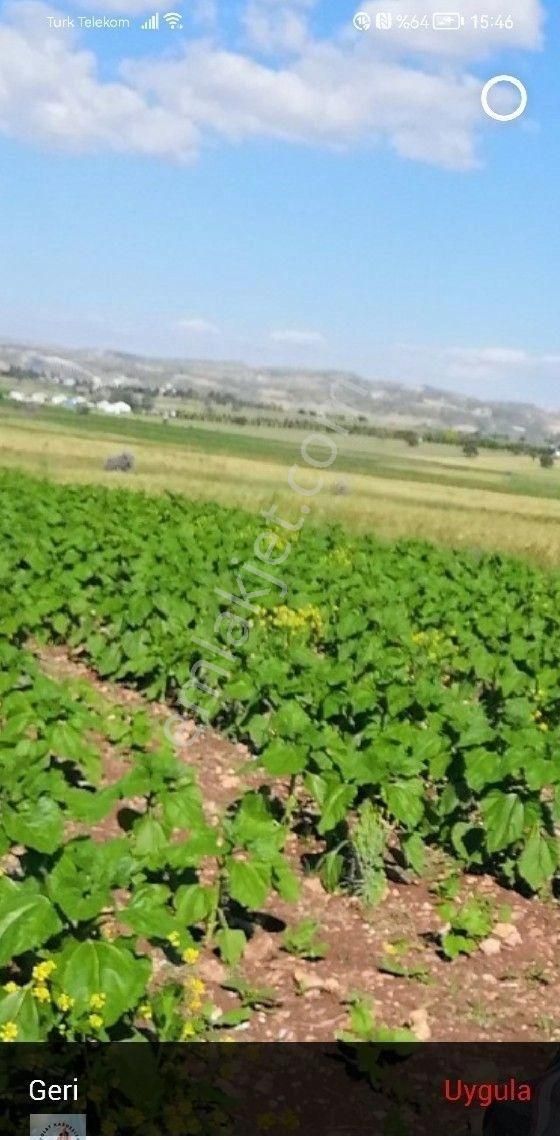 Ayaş Feruz Satılık Bağ & Bahçe Polat Kardeşler Emlaktan Mevlüt Polat