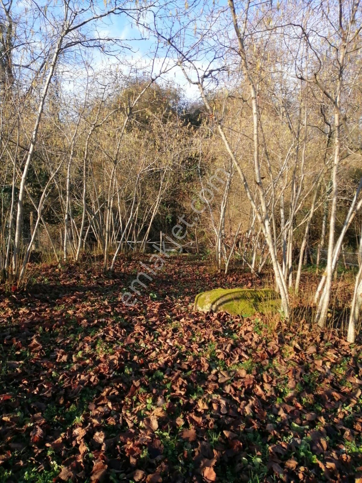 Güzelyalı Yüceler Mevkii Satılık Arsa - Görsel 7