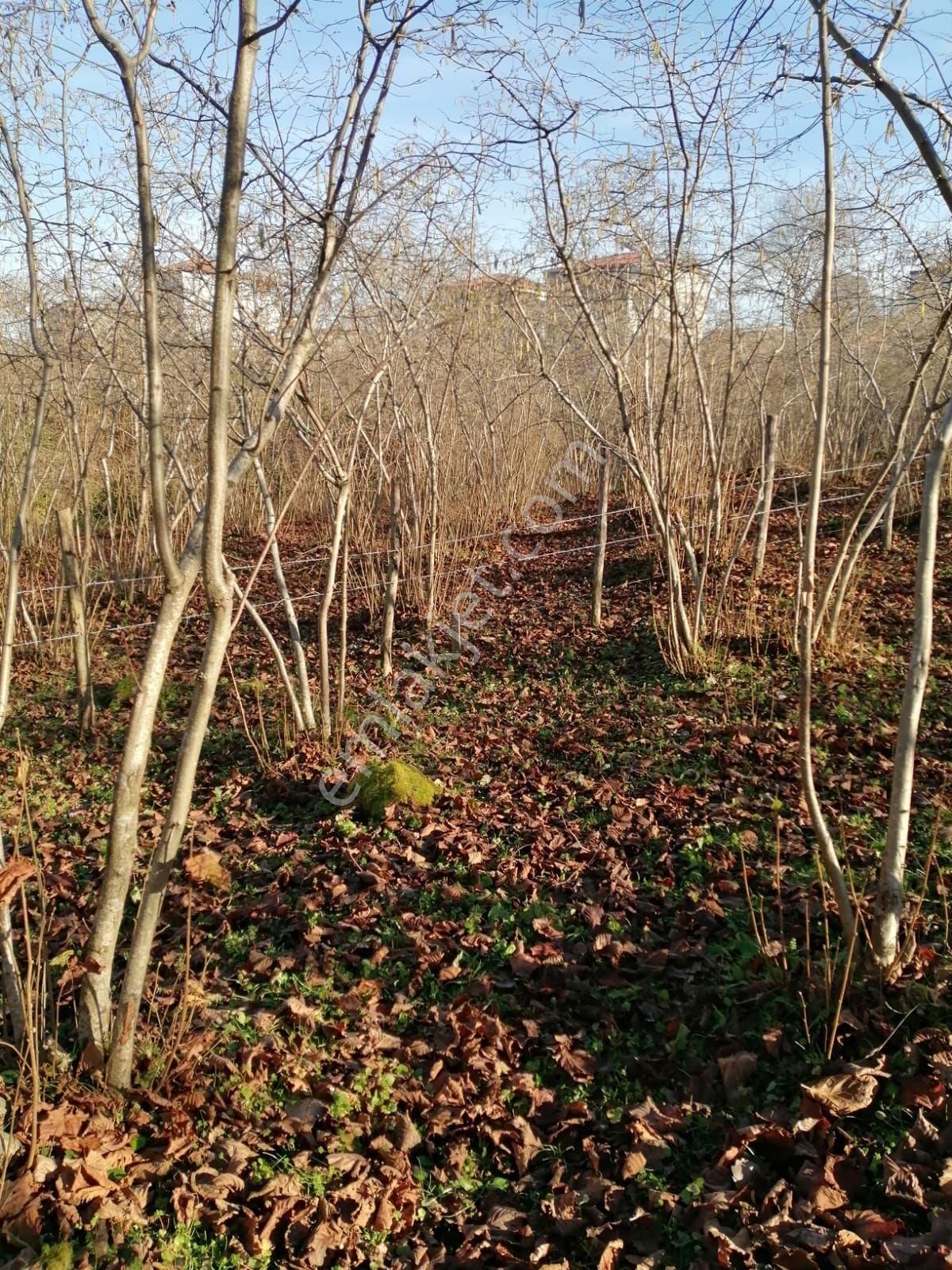 Güzelyalı Yüceler Mevkii Satılık Arsa - Görsel 8