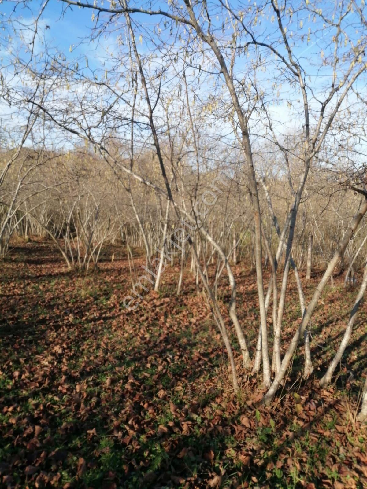 Güzelyalı Yüceler Mevkii Satılık Arsa - Görsel 2