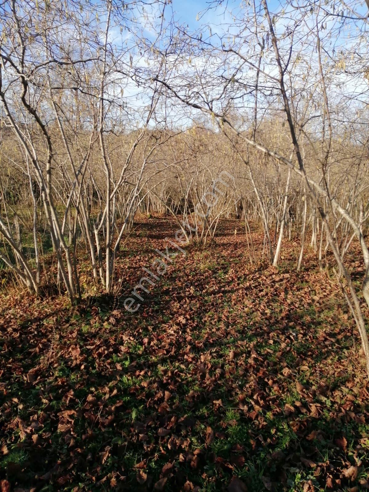 Ünye Yüceler Satılık Özel Kullanım Güzelyalı Yüceler Mevkii Satılık Arsa