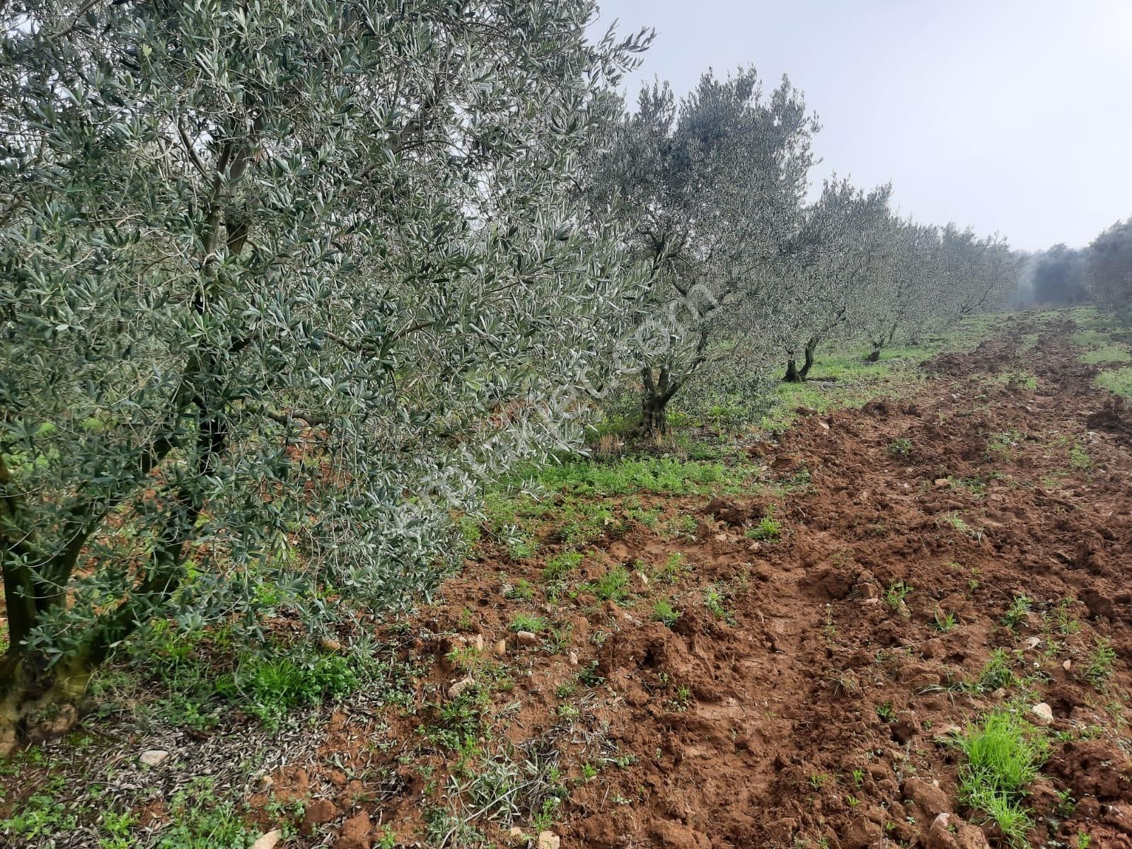 Karacabey Danişment Satılık Tarla Rt Yılmaz Gayrimenkul'den Karacabey Danışment Satılık Zeytinlik