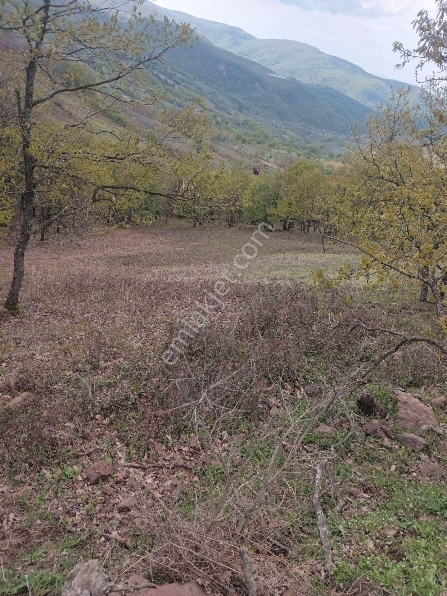 Yalova Altınova Sermayecik'te 7106 M2 Acil Satılık Kelepir Tarla