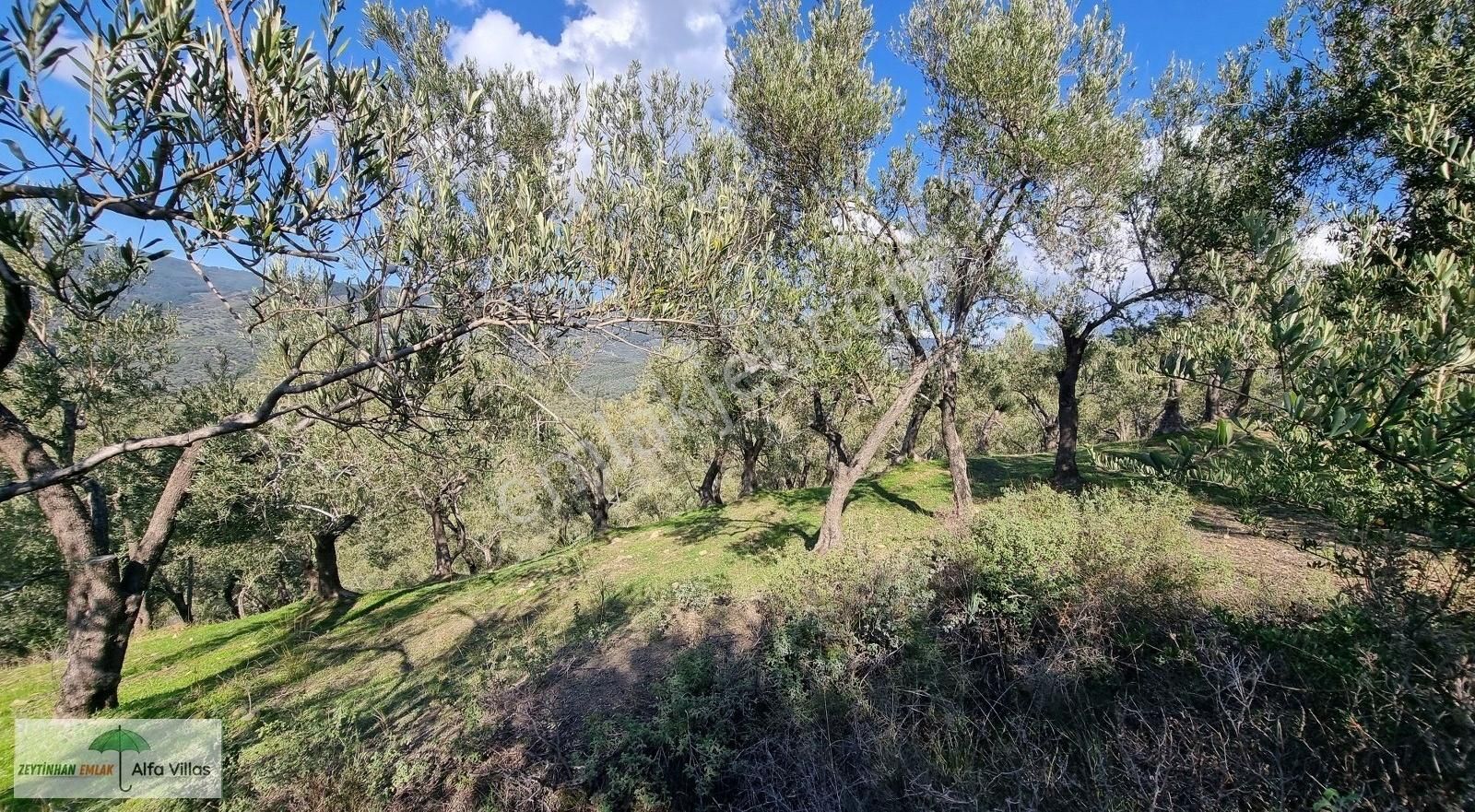 Ayvacık Adatepe Köyü Satılık Zeytinlik Adatepe Köyü'nde Satılık Zeytinlik