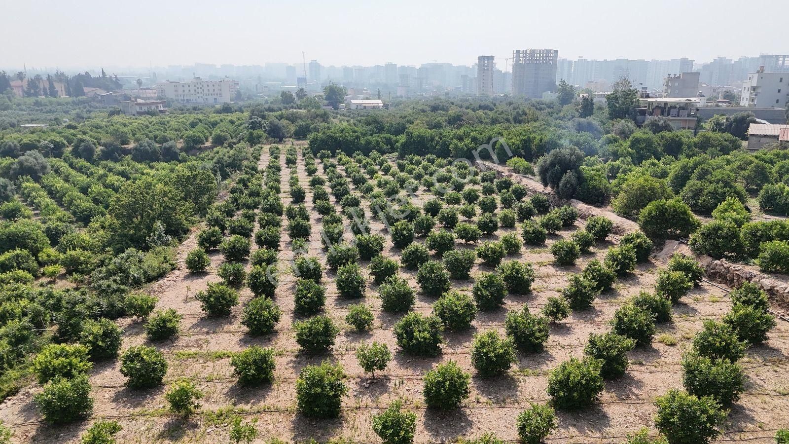 Erdemli Arpaçbahşiş Satılık Tarla Mersin Erdemli Arpaçbahşiş'te İmar Planı İçinde Satılık 2500m2 Yatırımlık Limon Bahçesi