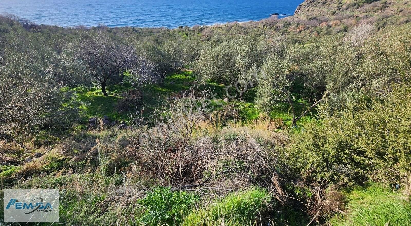 Ayvacık Babakale Köyü Satılık Zeytinlik Babakalede Deniz Manzaralı Asfalt Yola Cephe Zeytinlik