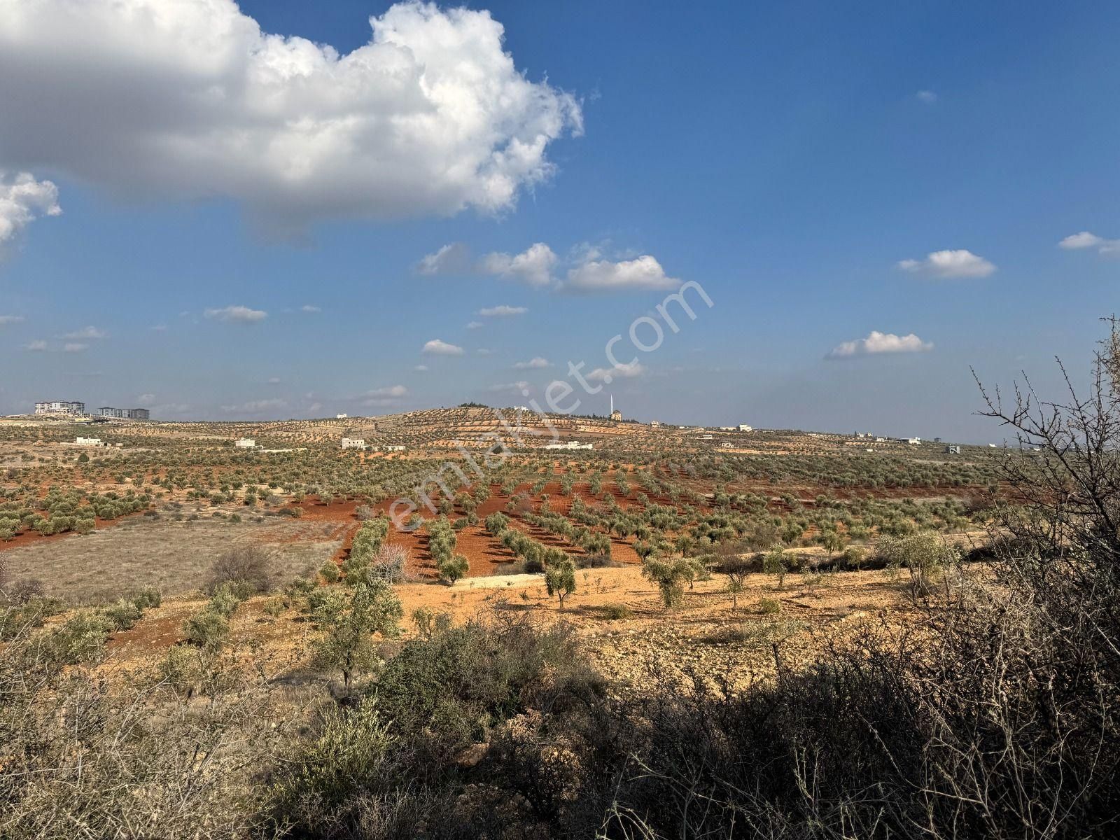 Kilis Merkez Öncü Pınar Satılık Zeytinlik Babil Emlaktan Satlık Şıh Mehmet Arkası Küçük Parça Zeytinlik