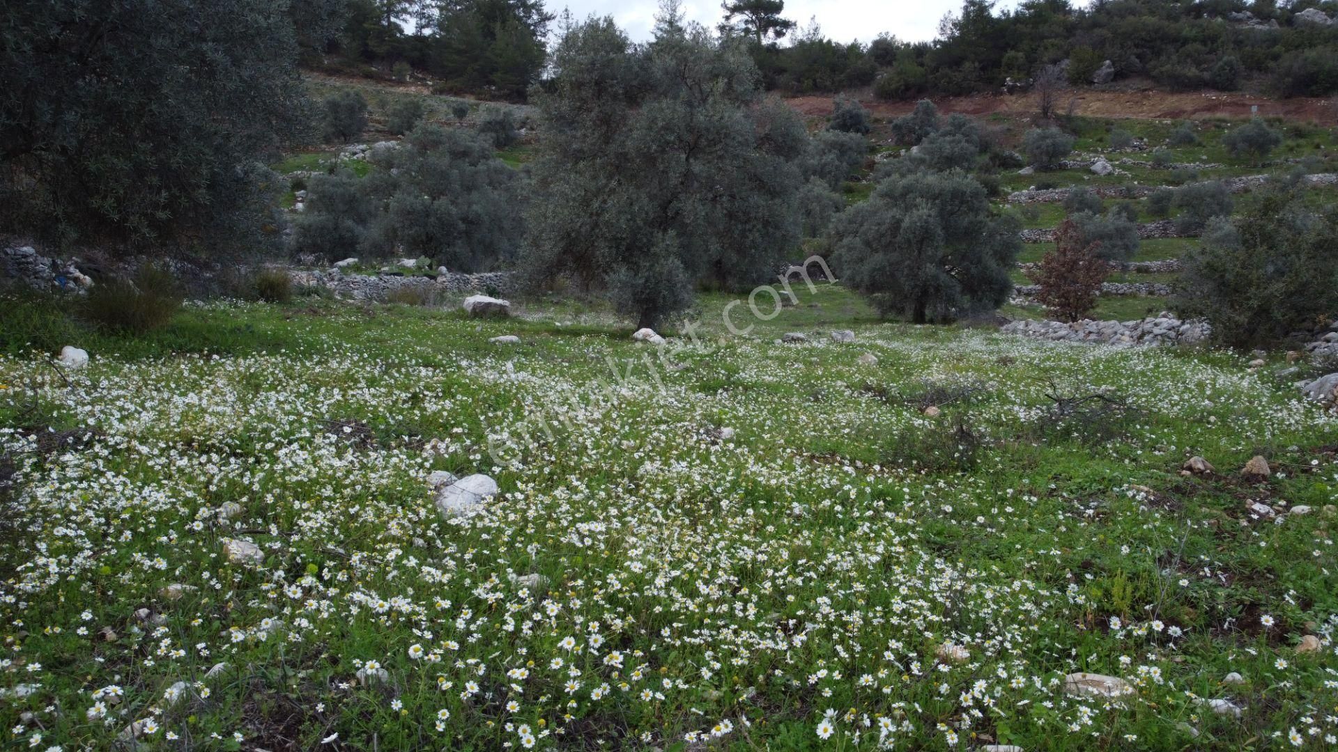 Fethiye Gökben Satılık Tarla Fethiye Gökben'de Yolu Mevcut Müstakil Parsel 2.600 M2 Arazi