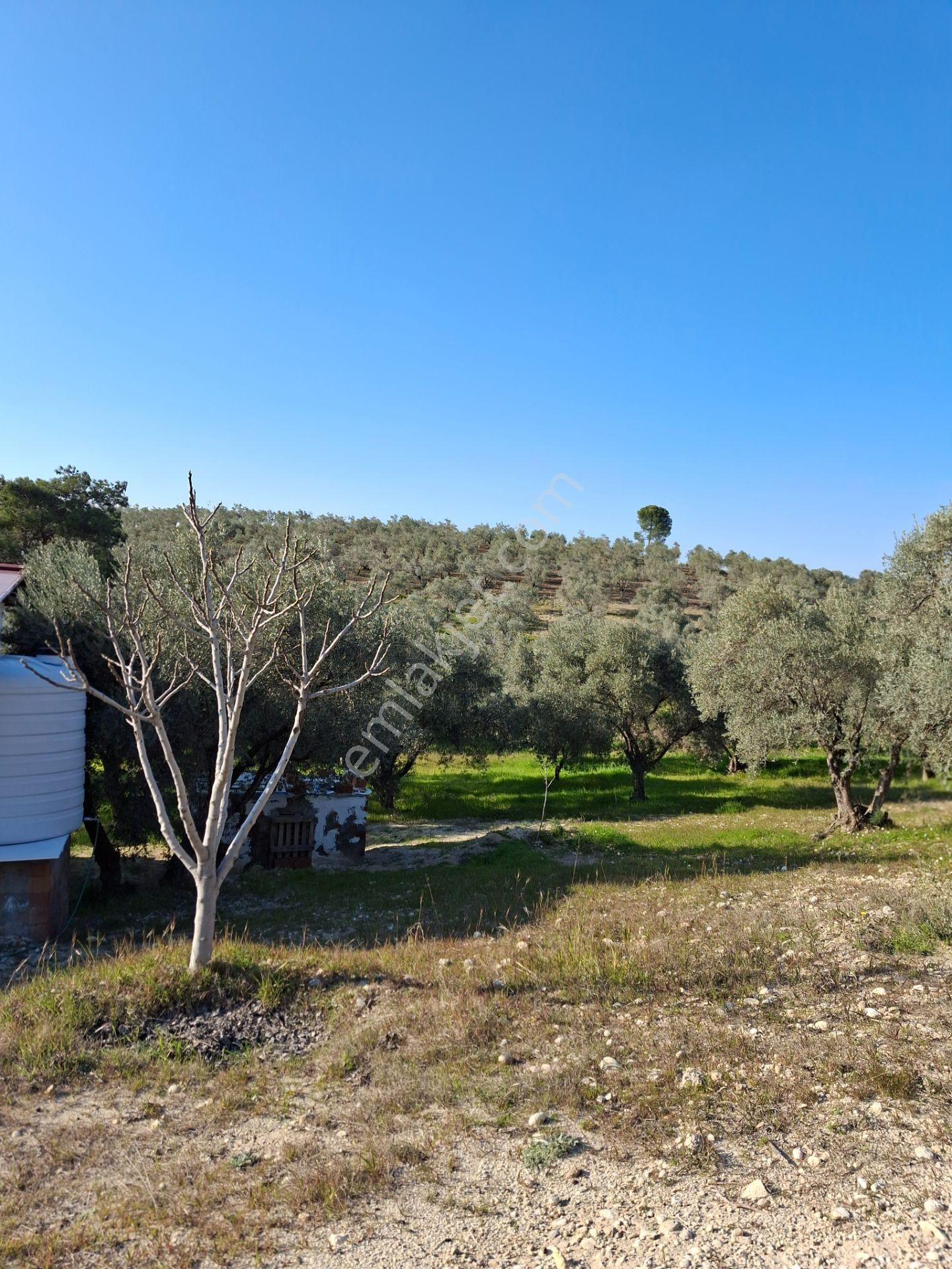 Torbalı Ayrancılar Satılık Zeytinlik Doğru Gayrimenkul'den Özgürlüğünü İlan Etmek İsteyenlere 4955 M Tapulu