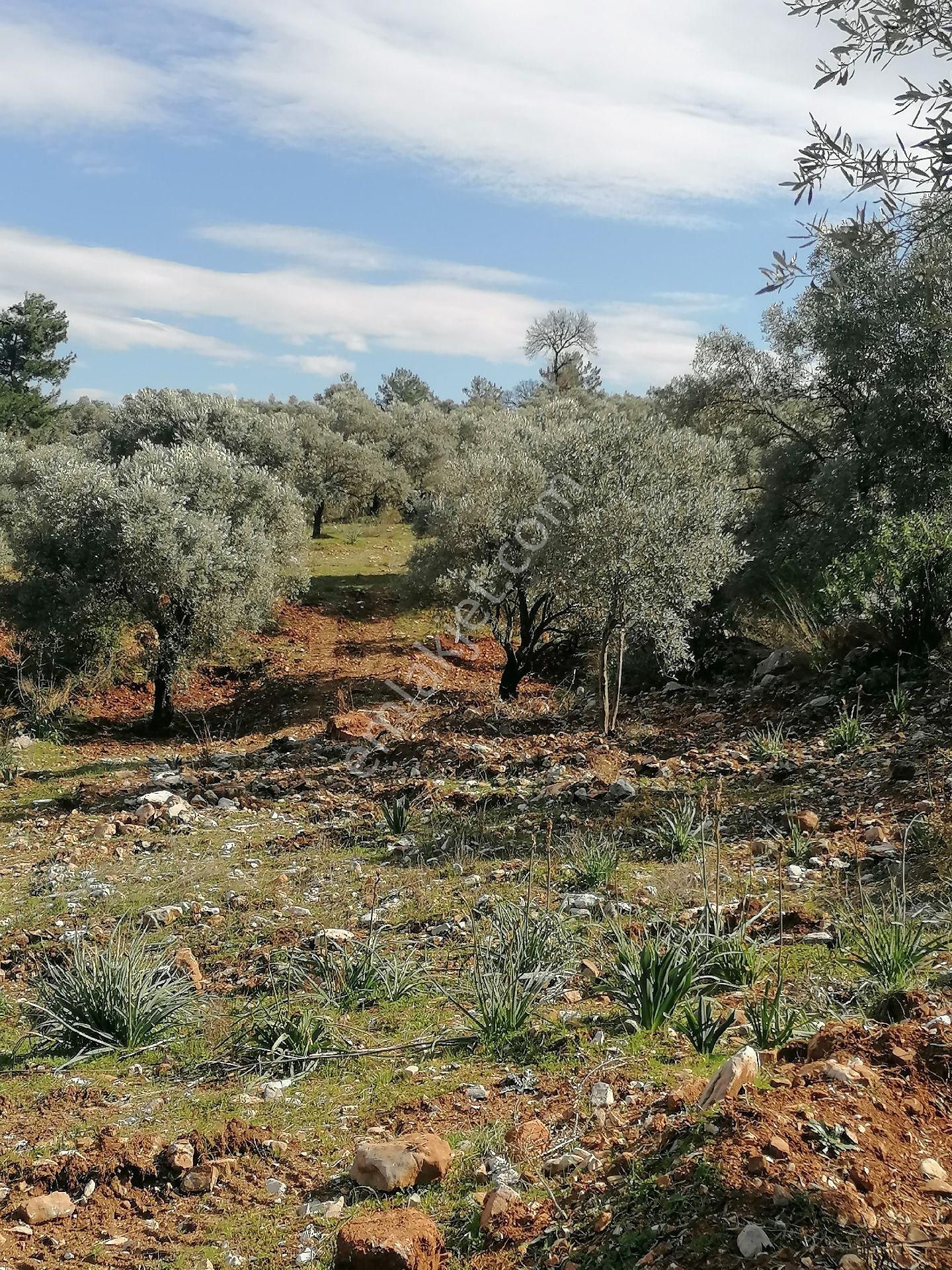 Fethiye Gökben Satılık Tarla Muğla Fethiye Gökben Mahallesinde Tarla