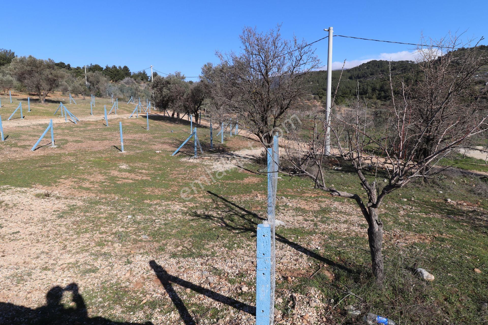 Kemalpaşa Kuyucak Satılık Tarla Kemalpaşa Kuyucakta Köye 100 M Mesafede 1723 M2 Bahçe