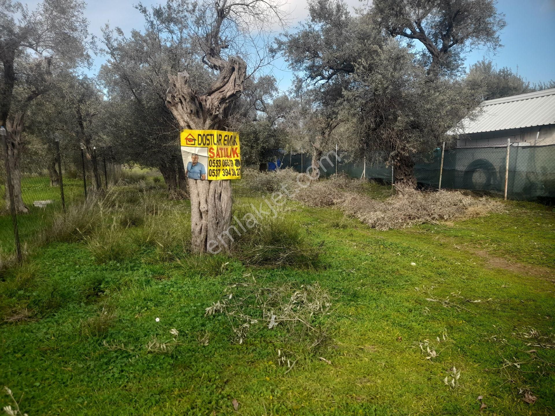 Kemalpaşa Armutlu 85. Yıl Cumhuriyet Satılık Zeytinlik Satılık Zeytinlik