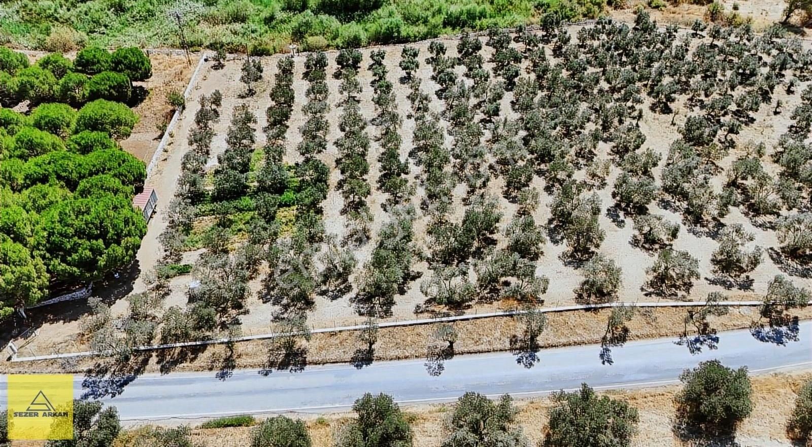 Burhaniye Şarköy Satılık Tarla Şarköyde Konteynerlı Suyu Olan Asfalt Cepheli 13.155m2 Tarla