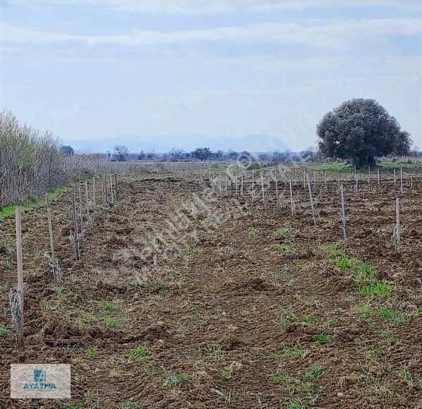 Eceabat Büyükanafarta Köyü Satılık Tarla Gökçeada Manzaralı Zeytinlik