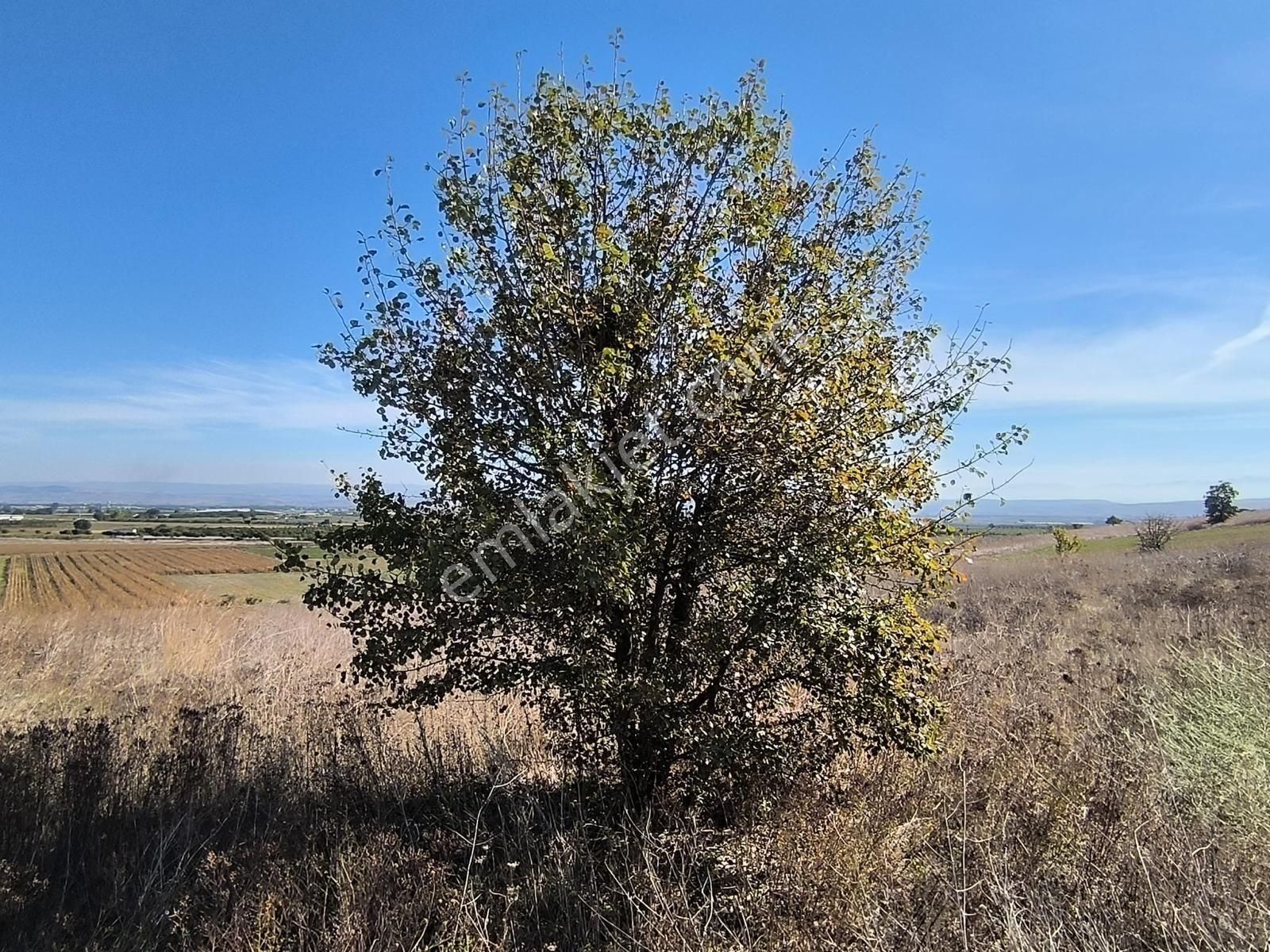 Yenişehir Toprakocak Ta 4.200 Mk Müstakil Tek Tapu, Yatırım Fırsatı Tarla. 1.250.000 - Görsel 7