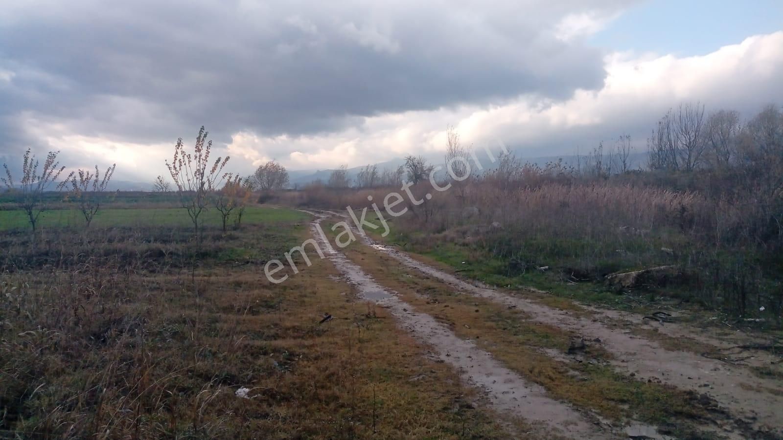 Pamukova Cihadiye Satılık Tarla Su Ve Ulaşım Sorunu Olmayan Satılık Tarla