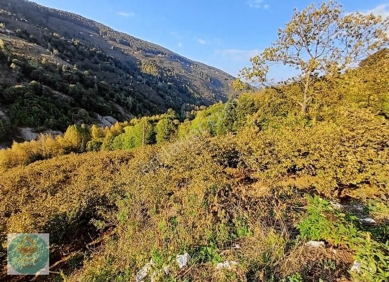 Akyazı Hanyatak Satılık Bağ & Bahçe Altınköşe Emlak Satılık 12.5 Dönüm Fındık Bahçesi