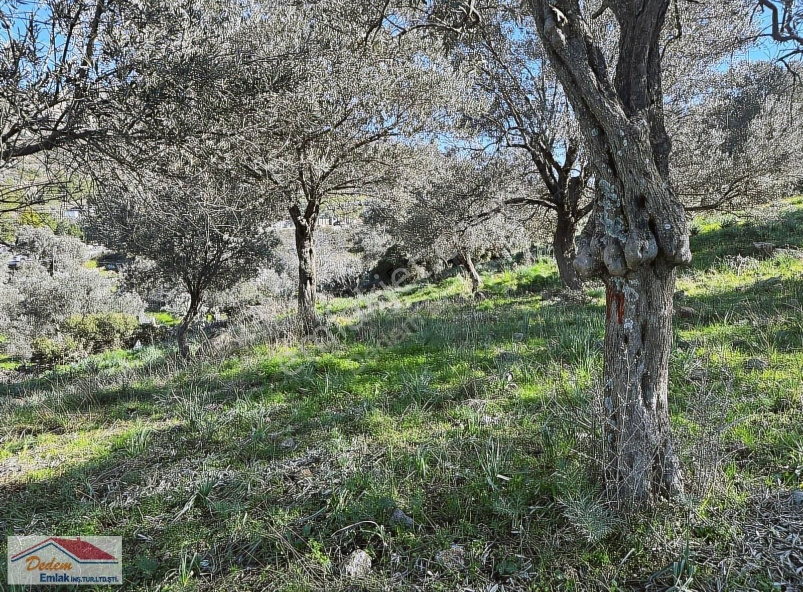 Bodrum Farilya Satılık Tarla Bodrum Gündoğan Bölgesinde Satılık Doğa Manzaralı Zeytinli Tarla