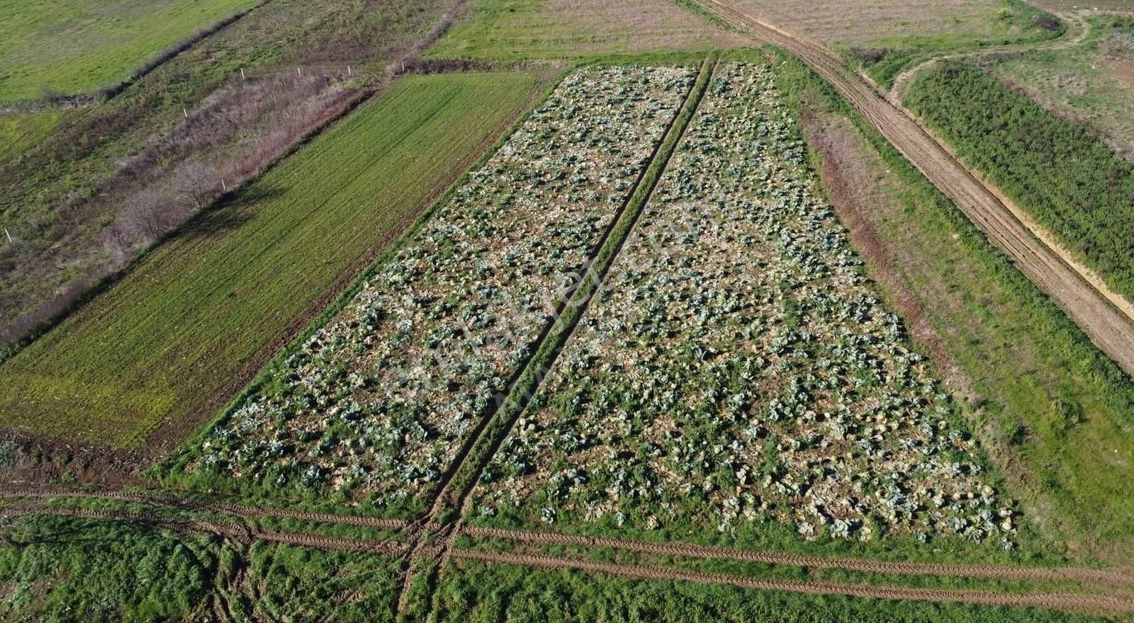 Kandıra Süllü Satılık Tarla Kandıra Süllü Köyünde Çift Kadastrol Yol Cepheli Arazi