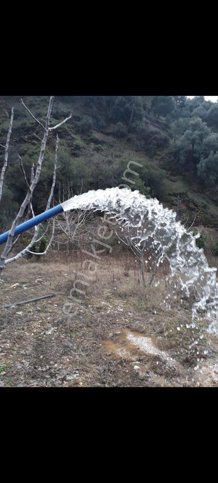 35.000 M2 Full Dolu İncir, Zeytin Ve Meyve Ağaçları Mevcuttur - Görsel 7