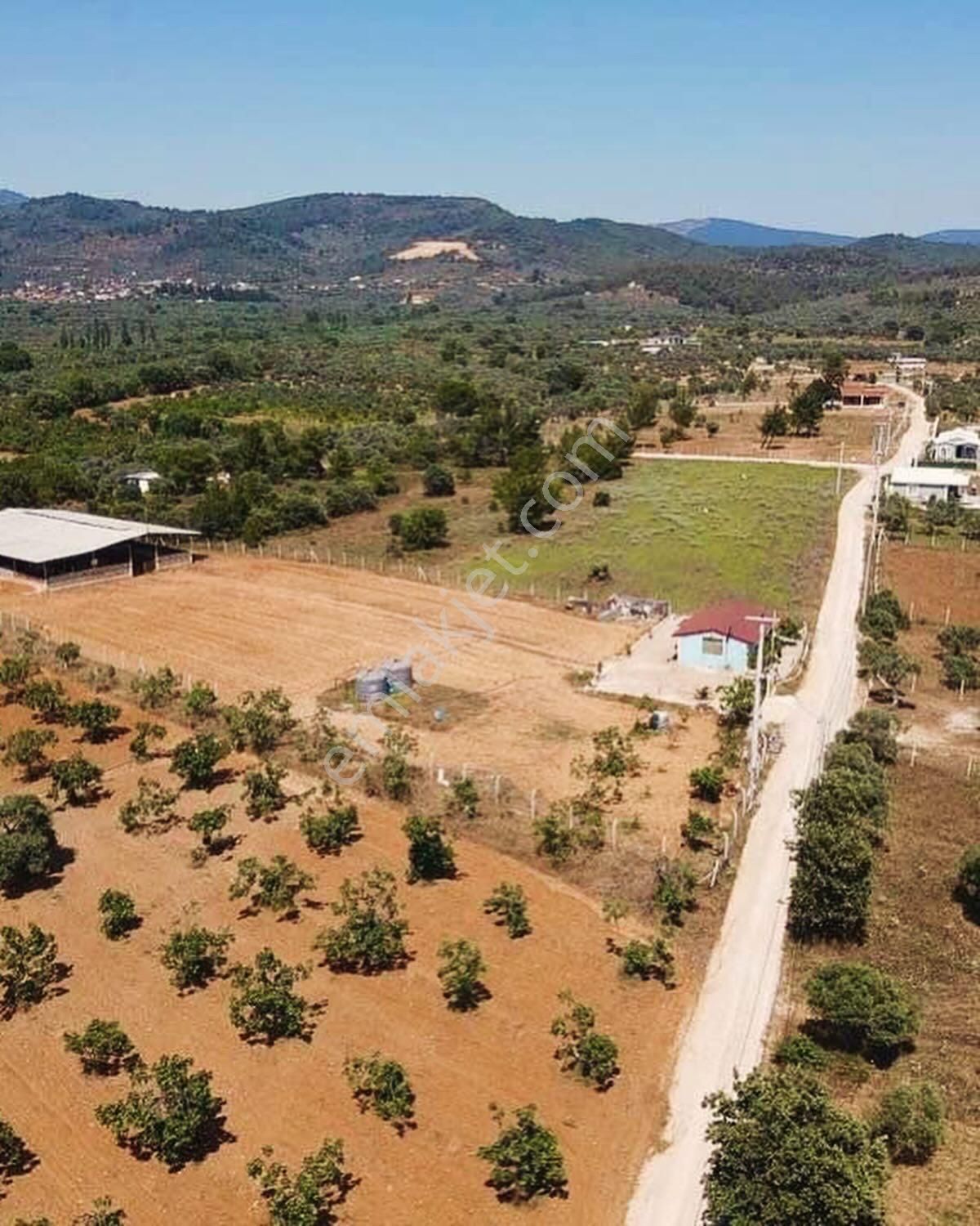 İzmir Torbalı Gold Emlaktan Satılık Zeytinlik - Görsel 9