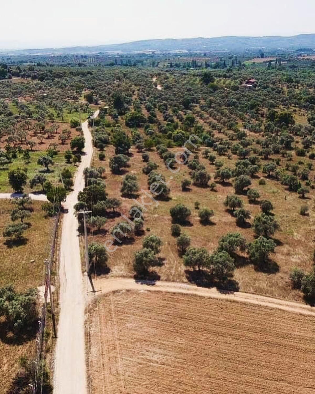 İzmir Torbalı Gold Emlaktan Satılık Zeytinlik - Görsel 7