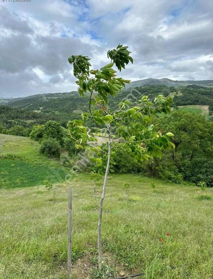 Bursa İnegöl Satılık Tarla - Görsel 6