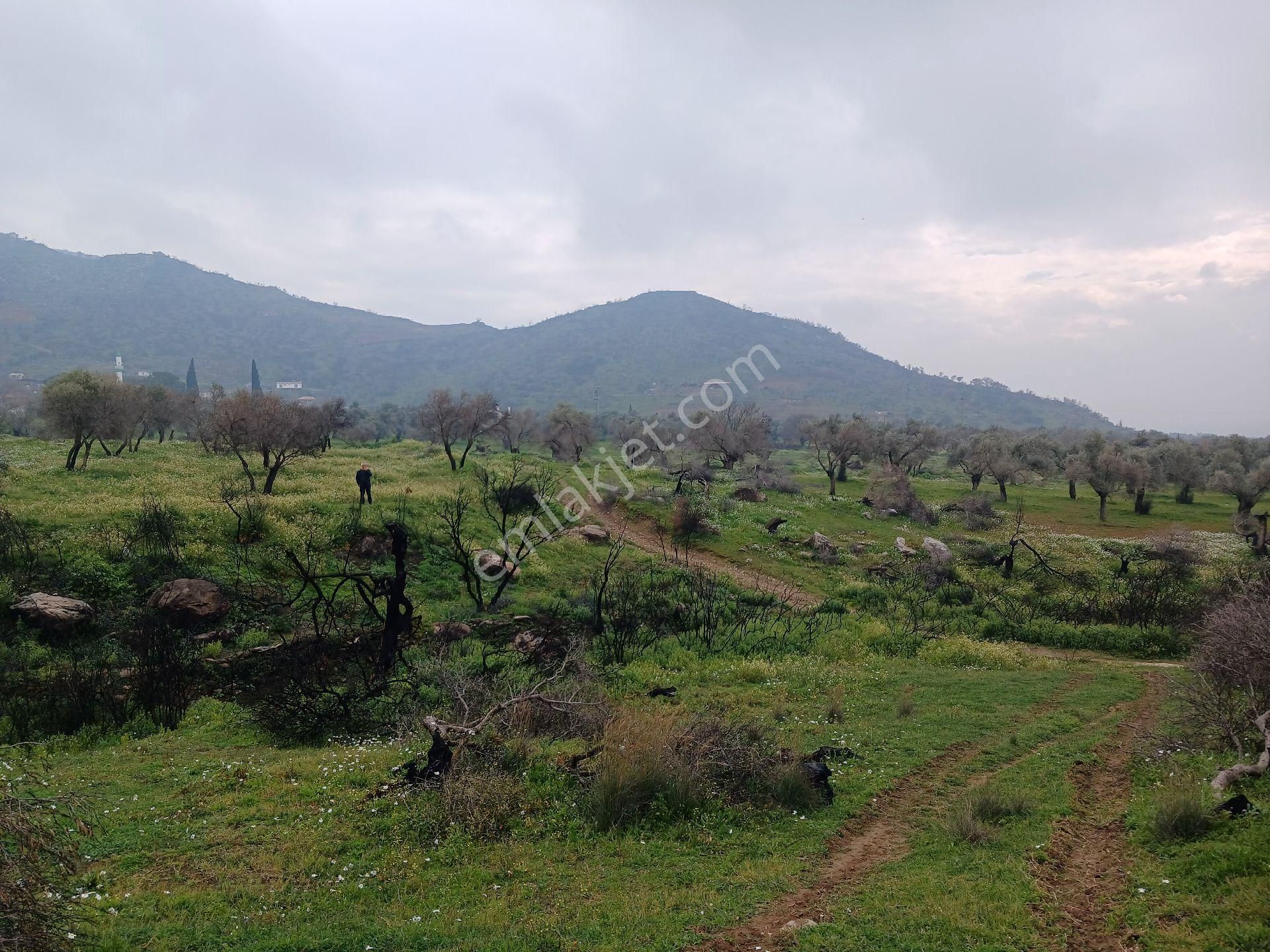 Bayındır Yeşilova Satılık Zeytinlik E&g'den Köy Civarı Düz Zeytinlik