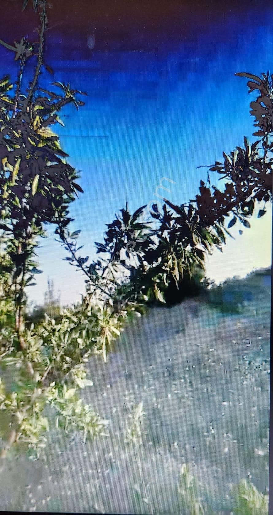 Kadastral Yola Cephe Badem Bahçesi