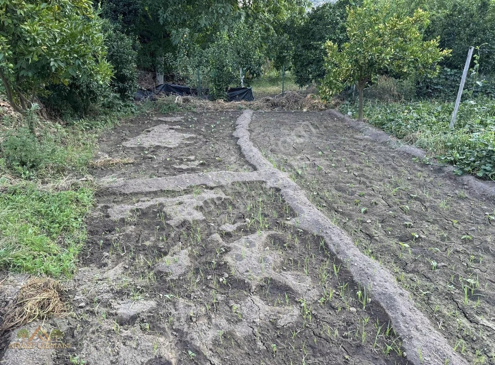 Milas Kandak Satılık Bağ & Bahçe Arazi Uzmanından Milas Kandak Mah 600m2 Bahçe